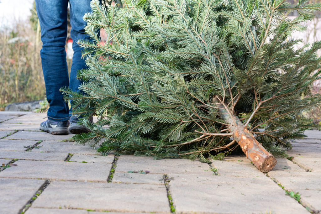 Collecte Des Sapins Communauté De Communes Du Volvestre 8688